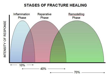 The 3 stages of an injury: Fractures in General