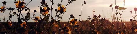 Sunflowers Glow In The Morning Sunlight Outside Of Nicodemus Kansas Nico