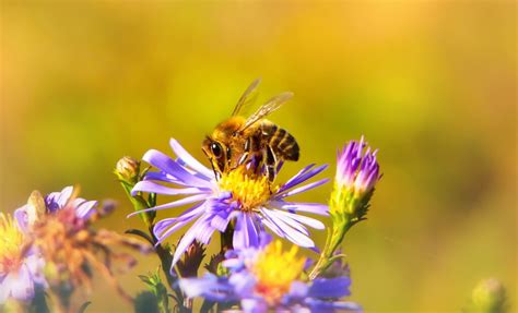 Wer einen garten neu anlegen will, braucht vor allem platz. Einen Bienen- und Insektenfreundlichen Garten anlegen ...