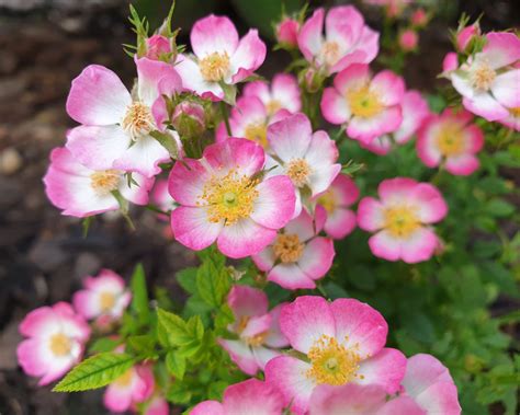 Rosa Cutie Pie Bare Roots — Buy Miniature Rose Online At Farmer Gracy Uk