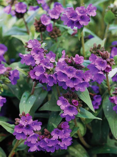 Flowers measure 1 inch across and feature a white or lavender background with deep purple dots. Perennials for Shady Gardens Zone 9 | Orange County Master ...