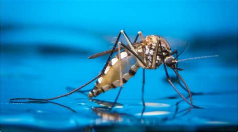 How To Keep Mosquitoes Away During The Rainy Season Vaya News