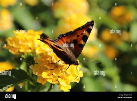 Small Tortoiseshell Butterfly Stock Photo Alamy