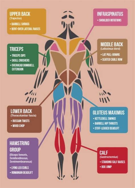 Best Exercise Targeting Each Muscle Group Musely