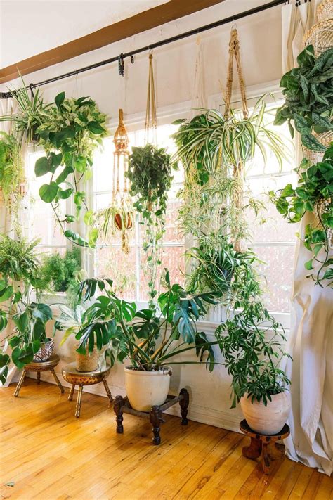 Best Indoor Plants Interior Design