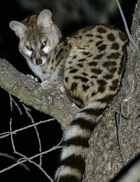 The Cape Genet Genetta Tigrina Also Known As The Blotched Genet