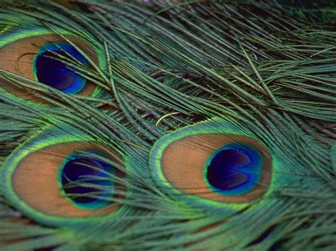 X X Patterns Peacock Feathers Texture Beautiful Coolwallpapers Me