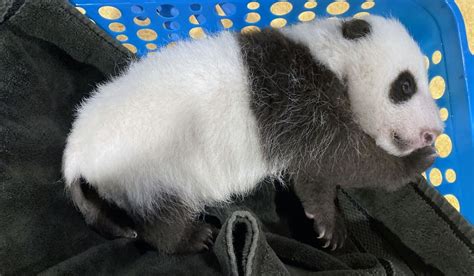 Getting Girthy National Zoos Panda Cub Growing Fast Wtop News