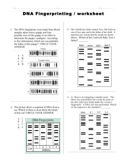 Answer key dna fingerprinting activity introduction : DNA Profiles & Fingerprinting Worksheet