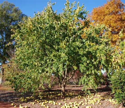 Osage Orange Tree