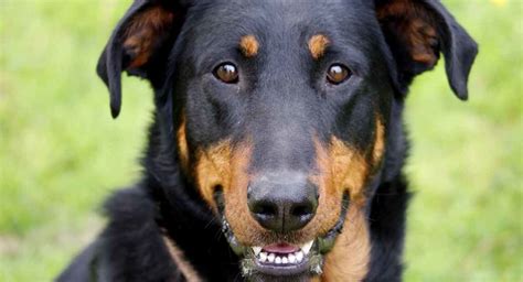 Though almost unknown outside of france, the beauceron has a long history. Beauceron - Intelligent Guard Dog or Loving Family Pet?