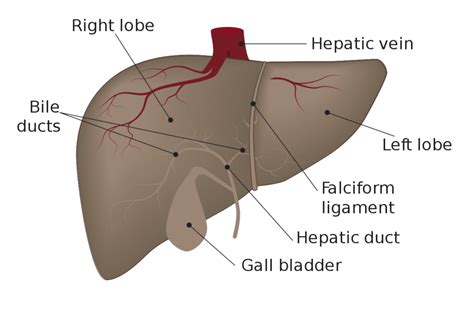 Liver Anatomy Histology And Functions Online Science Notes