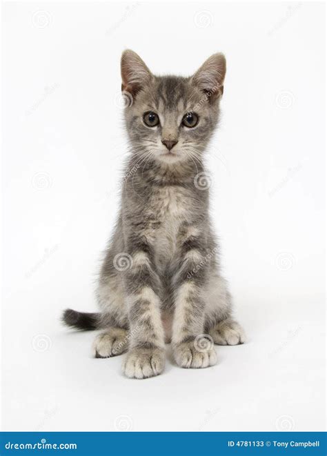 Gray Kitten Sitting On White Background Stock Image Image Of Comanion