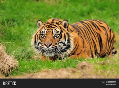 Sumatran Tiger Hunting Image And Photo Free Trial Bigstock