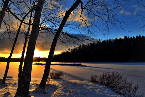 Gratis Billeder Træ Natur Afdeling Sne Kold Vinter Sol