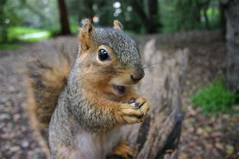 22 Things You May Not Know About Squirrels