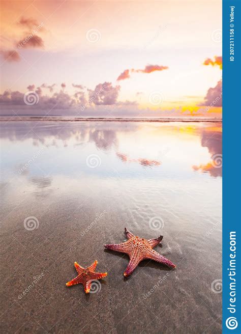 Two Starfish On Sea Beach Stock Photo Image Of Seminyak 207211158