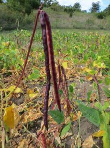 Red Ripper Cowpea White Harvest Seed Company