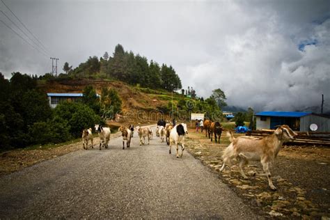 Goats Of The Village Of Sindhupalchowk After The Earthquakes Ne