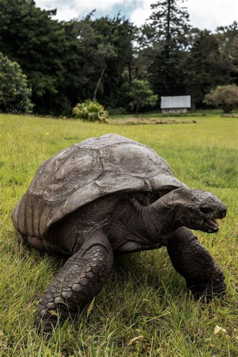 187 Year Old Jonathan The Tortoise Of St Helena Is The Worlds Oldest