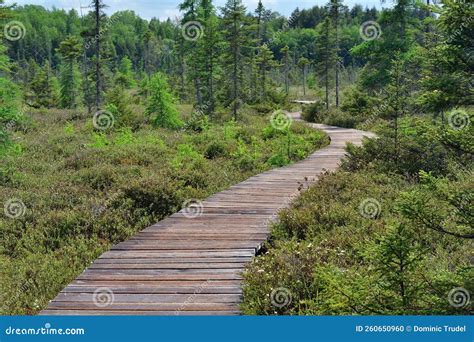 Wooden Boardwalk Accross Wetland Wood Board Walkway Accross Marshland