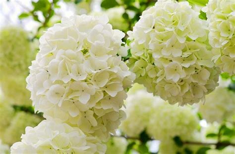 5 Must Have Shrubs With White Flowersto Extend The Life Of Your