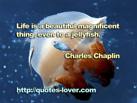 Quotes About Jellyfish Quotesgram