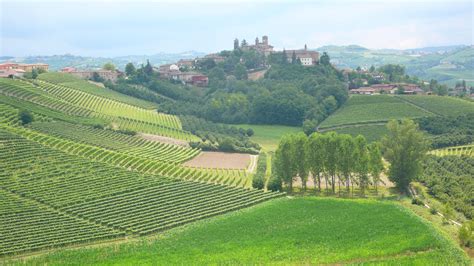 Amazing Vineyard Landscape Of Piedmont Langhe Roero And Monferrato