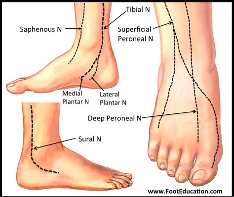 Foot Anatomy Medial