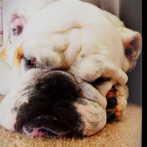 Squishy Cute Face Doggy English Bulldog Pets