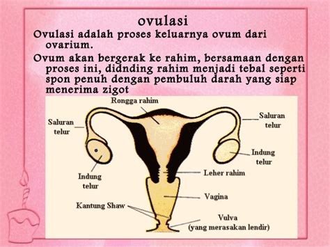 sistem reproduksi manusia