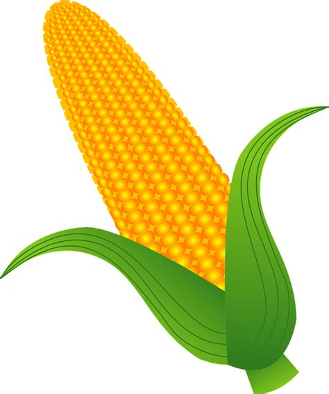 Ear Of Corn Clipart Free Download Transparent Png Creazilla