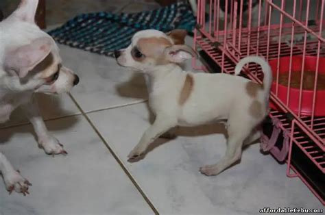 23 Chihuahua For Sale Philippines L2sanpiero