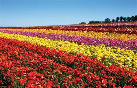 Usa Today Loves The Carlsbad Flower Fields Mellano Company