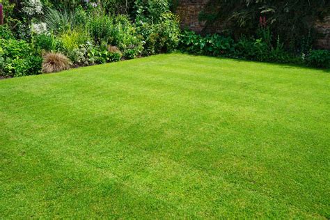 How To Deal With Common Lawn Problems This Old House