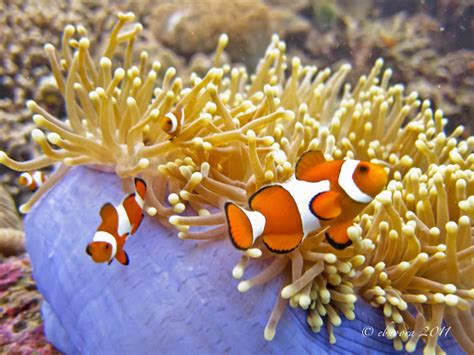Ocellaris Clownfish With Magnificent Sea Anemone Project Noah