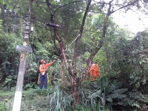 Equipe Nas Ruas Poda De árvore No Campo Limpo Subprefeitura Campo Limpo Prefeitura