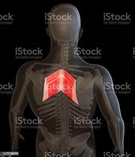3d Illustration Of The Human Rhomboid Major And Minor Muscles Stock
