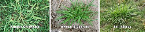 Crabgrass Tall Fescue And Bluegrass Image Green Side Up