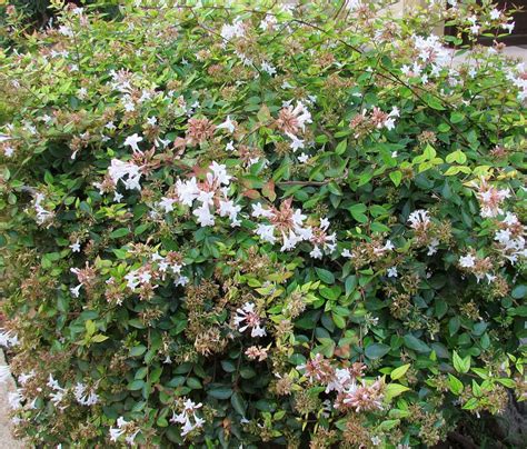 Abelia Grandiflora Glossy Abelia