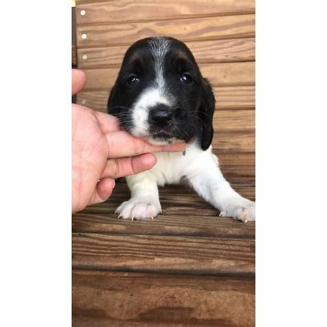 They were known as slow, short dogs with outstanding noses. 4 Females Basset Hound Puppies in Greenville, North ...