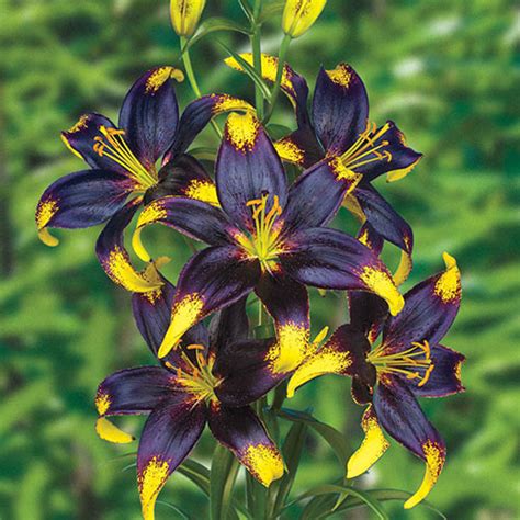 Asiatic Lililes For Sale Easy Dance Asiatic Lily Brecks