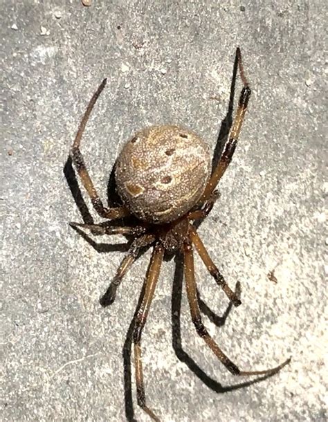 Latrodectus Geometricus Brown Widow Spider In Na Afghanistan