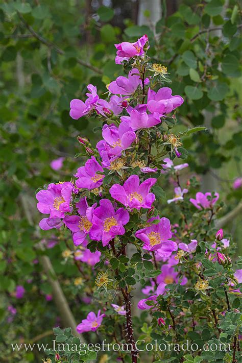 Wild Roses In Summer 1 Images From Colorado
