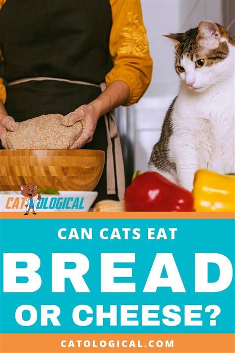 Can Cats Eat Cheese Or Bread Find Out If These Are Good Foods To Treat