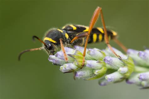 Insectes Et Autres Flickr