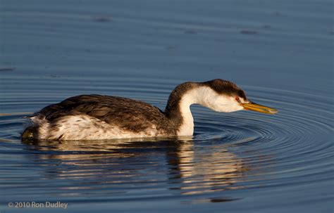 Why Grebes Eat Feathers Feathered Photography
