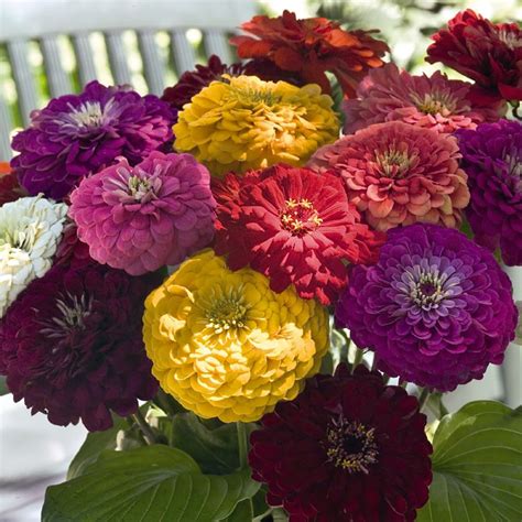 Zinnia cactus flowered mix zinnia elegans is an annual plant native to mexico, and with the development of hybrids, zinnias have gained in beauty as well as garden performance. Zinnia Seeds - 121 Zinnias - Huge Selection of Annual ...