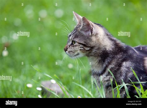 Tabby Cat Hunting In The Garden Stock Photo Alamy