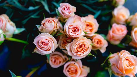 Light Pink Rose Flowers Buds Blur Background 4k Hd Rose Wallpapers Hd